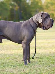 We did not find results for: We Have A Huge Droopy Problem In Great Danes Hello Danes
