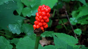 Der Aronstab Ist Giftpflanze Des Jahres 2019 Giftpflanzen Pflanzen Rote Beeren
