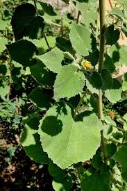 Image result for Abutilon longicuspe