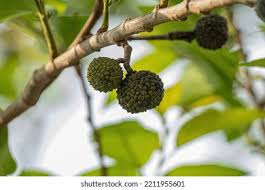 Image result for Guazuma