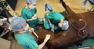 El 6 de agosto es el día del veterinario en la argentina gracias a que en ese día de 1883 se inauguraron las clases del instituto superior de agronomía y veterinaria en el predio. 21 De Julio Dia Del Medico Veterinario En Venezuela