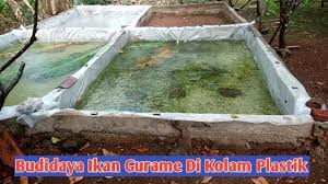 Budidaya Ikan Gurame Di Kolam Plastik Waktu Musim Penghujan Youtube