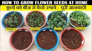 It doesn't matter if you collect the seeds from a white dogwood or a pink dogwood, the seedlings are likely to be white. à¤« à¤² à¤• à¤¬ à¤œ à¤• à¤¸ à¤— à¤° à¤•à¤° How To Grow Flower Seeds At Home Full Updates Youtube