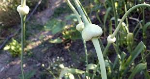 Knoblauch Pflanzen So Gelingt Der Anbau Knoblauch Pflanzen Knoblauch Anpflanzen Knoblauch Anbauen