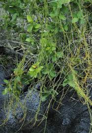 Image result for Cassytha pondoensis