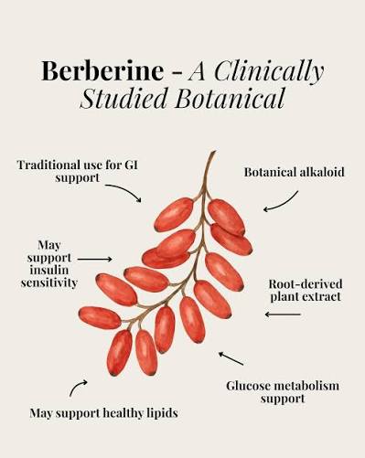 What is berberine? 💭 Berberine is a plant extract found in a variety of  plants such as Barberry (Berberis vulgaris), Tree tumeric (Berberis  aristata), Oregon grape (Mahonia aquifolium), Goldenseal (Hydrastis  canadensis), and