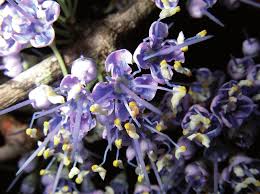 Image result for Lijndenia sp. cf barteri