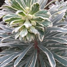 Check spelling or type a new query. Euphorbia Characias Wilcott Syn Euphorbia Characias Silver Swan Euphorbia Characias White Swan Mediterranean Spurge Silver Swan Uploaded By Joanboston