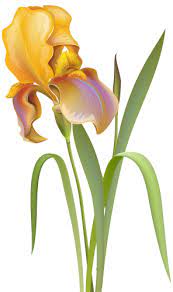 Iris Flower Png Clip Art Iris Flowers Digital Flowers Wildflower Drawing