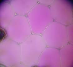 We did not find results for: Berkas Rhoeo Discolor Epidermis Jpg Wikipedia Bahasa Indonesia Ensiklopedia Bebas