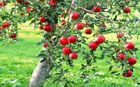 Kashmiri Apple Patio Garden Facebook 34 Photos