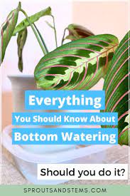 How To Bottom Water Your Plants Water Plants Plants House Plant Care
