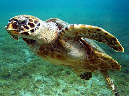 Sea Turtle Endangered Sea Turtles Marine Animals Turtle