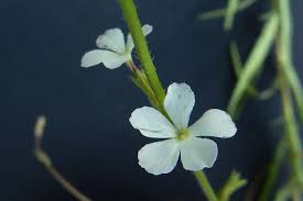 Image result for Buchnera speciosa