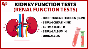 Image result for Renal Function