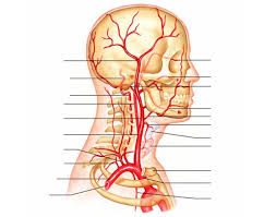 What's the difference between arteries and veins? Circulation Head And Neck Arteries
