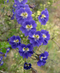 We are open and are taking orders for fall 2021 shipping. Scarce Blue Nasturtium Vine Tropaeolum Azureum 4 Seeds Flower Garden Plans Nasturtium Blue Flowers Garden