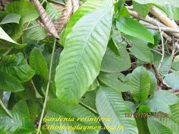 Image result for Gardenia resinifera