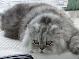 Black And White Persian Cat With Blue Eyes Pin By Maria Trillidou On Cats Persian Cat Cat With Blue Eyes Persian Cats For Sale