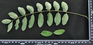Image result for Cassia abbreviata