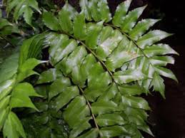 Ilex crenata or evergreen japanese holly is a good alternative to boxwood shrub. Texas Invasives