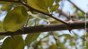 Image result for Ziziphus abyssinica