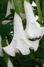 Image result for Brugmansia