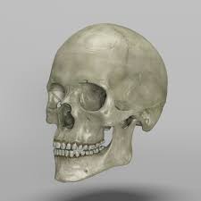 3d Model Human Skull Interior Skull Human Skull 3d Anatomy