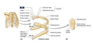 The cartilage strips are called costal cartilage (costal is the anatomical adjective that refers to the rib) and connect on their other end to the sternum. Rib Bones Anatomy Anatomy Drawing Diagram