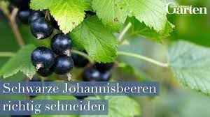 Wann kann ich johannisbeeren schneiden. Schwarze Johannisbeere Richtig Schneiden Youtube