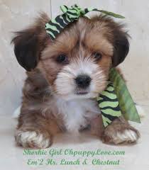 The morkie is a cute and adorable crossbreed who gets along well with other pets. Www Ohpuppylove Com Morkie Shorkie Maltipoo Breeder Puppies Puppy Dog Dogs Dog Breeds Morkie Teacup Puppy Breeds Designer Dogs Breeds Yorkie Puppy For Sale