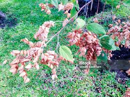 Image result for Flemingia strobilifera