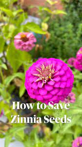 Free How To Save Zinnia Seeds In 2021 Flowers Perennials Beautiful Flowers Garden Zinnia Flowers