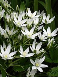 Image result for Ornithogalum flexuosum