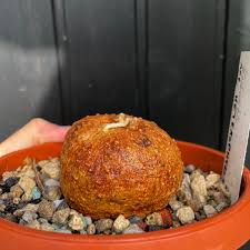 Image result for Kedrostis capensis