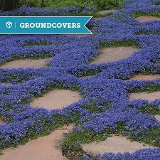 Some ground covers are only a few inches tall, and others top out at two feet or more. Groundcovers You Can Step On High Country Gardens Blog
