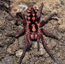 Adorablespiders Happy Halloween Here Is A Beautiful Pumpkin Patch Tarantula I Have One But She S Hiding Haha I Would Hav Tarantula Spider Beautiful Bugs