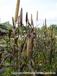 Image result for Cenchrus americanus