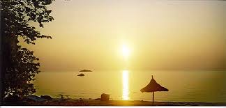 Image result for Polysphaeria dischistocalyx