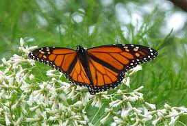 Image result for Tridactyle virginea