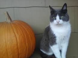 Yes, cats can eat pumpkin! Can Cats Eat Pumpkin The Dog People By Rover Com