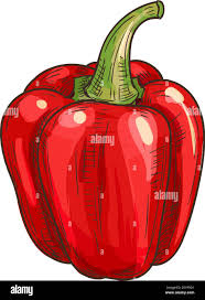 Image result for Capsicum