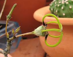 Image result for Ceropegia meyeri