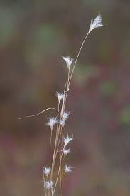 Image result for Andropterum