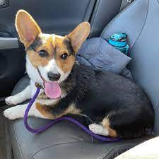 The cost depends on the level of care the corgi receives as well as the type of corgi to be adopted. Our Dogs Queen S Best Stumpy Dog Rescue