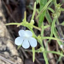 Image result for Striga bilabiata