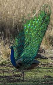 Pin De Iskeceli Muammer Em Tavuskusu Peacock Animais Filhote De Pavao Pavao