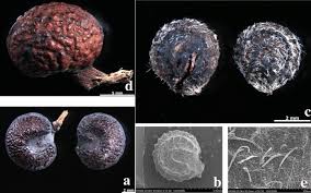 Image result for Menispermaceae