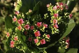 Kalanchoe Plant Care And Maintenance Indoor And Outdoor With Images Kalanchoe Blossfeldiana Plants Indoor Plant Care