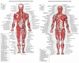 Muscle Map Of Human Body Muscle Map Human Body Human